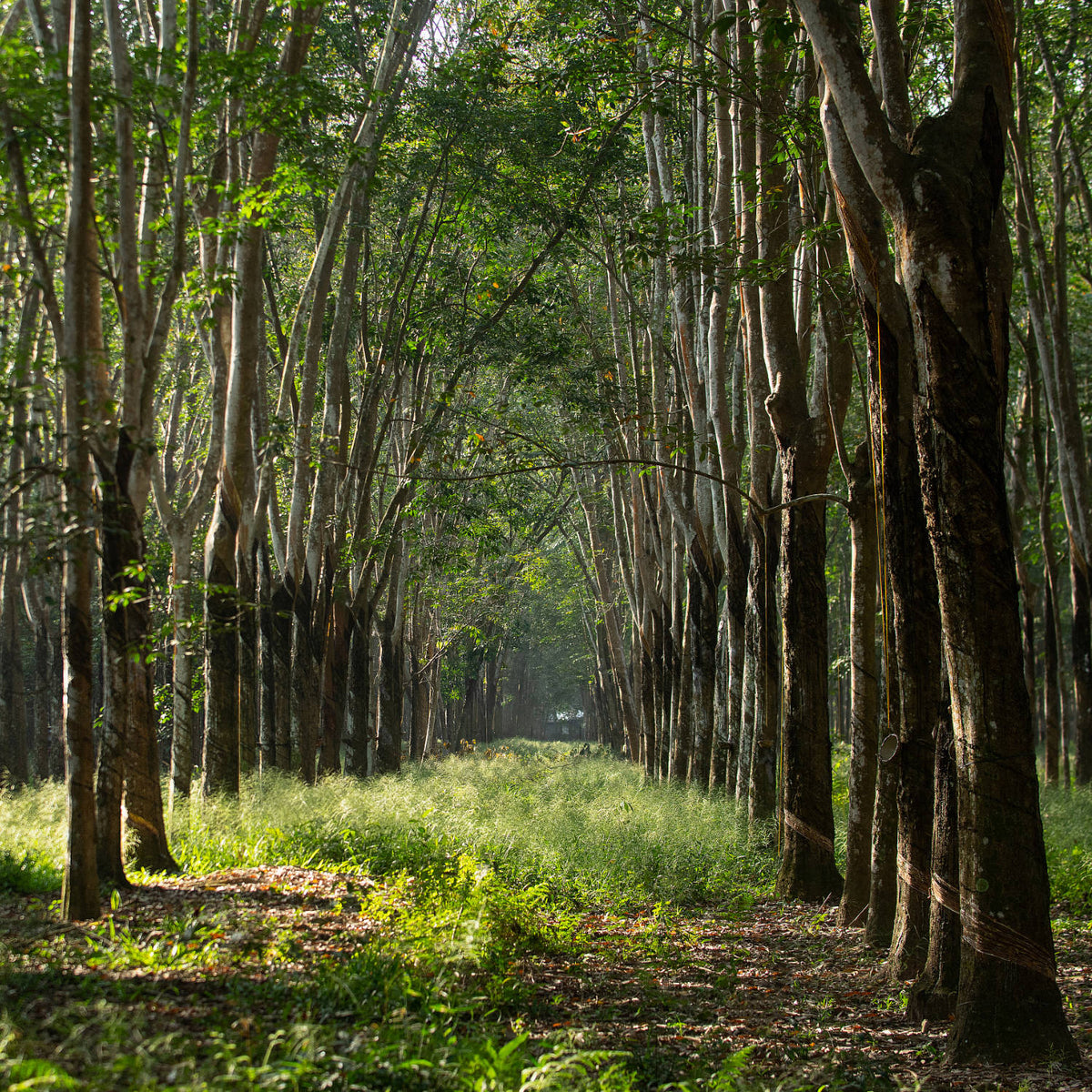 Plantation